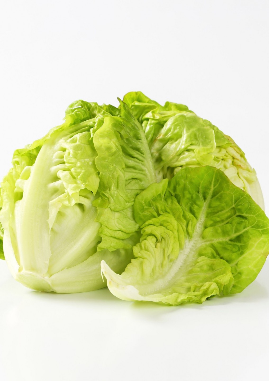 Bulk Buy Little Gem Lettuce Wholesale KFF